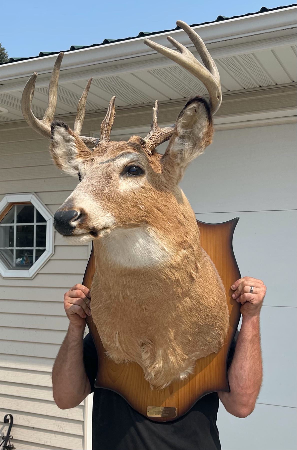 DEER SHOULDER MOUNT Cornerbids