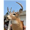 Image 7 : DEER SHOULDER MOUNT