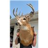 Image 8 : DEER SHOULDER MOUNT
