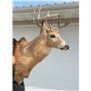 Image 9 : DEER SHOULDER MOUNT
