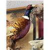 Image 10 : PHEASANT MOUNT