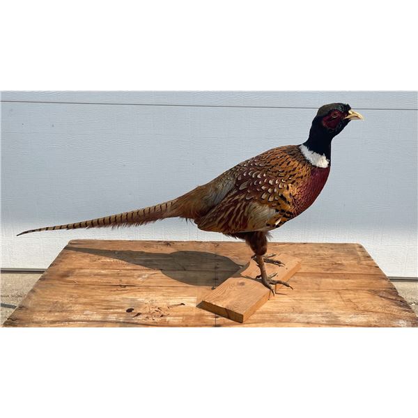 PHEASANT MOUNT