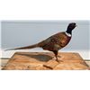 Image 1 : PHEASANT MOUNT