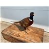 Image 2 : PHEASANT MOUNT