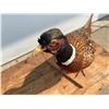 Image 5 : PHEASANT MOUNT