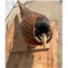 Image 6 : PHEASANT MOUNT