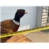 Image 9 : PHEASANT MOUNT