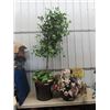 Image 1 : 2 Artificial Plants