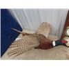 Image 2 : Mounted Pheasant , Barometer & Clock