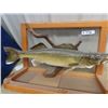 Image 2 : Mounted Pickeral Fish