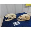 Image 1 : (BC) 2 Bear Skulls