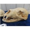Image 2 : (BC) 2 Bear Skulls