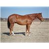 Image 1 : Quarter Horse