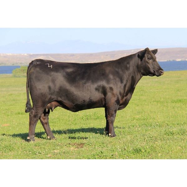 Black Angus Cow