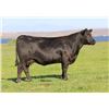 Image 1 : Black Angus Cow