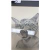Image 2 : ORIGINAL CAT DRAWING - SIGNED SMITH