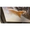 Image 3 : ROBERT BATEMAN TIGER PRINT