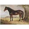 Image 2 : GEORGE ARMFIELD Portrait of a Horse 17"x 21"