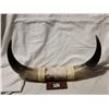 Image 1 : Wall hanging horns, 15" wide