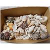 Image 2 : Lot of seashells & driftwood