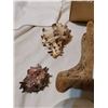 Image 4 : Lot of seashells & driftwood
