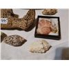 Image 5 : Lot of seashells & driftwood