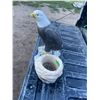 Image 5 : Eagle Planter - Concrete 14" high x 12" wide