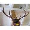Image 2 : SET OF ELK ANTLERS