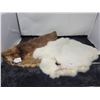 Image 1 : Fur pelts, muskrat and rabbit (1 of each)
