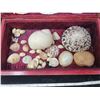 Image 2 : Cedar box with seashell collection