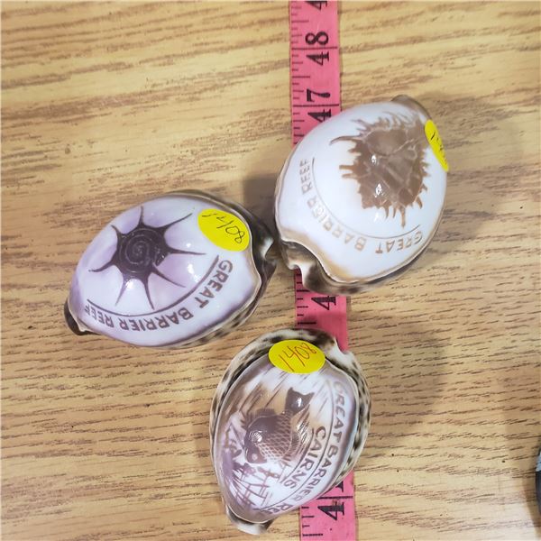 three Great Barrier Reef shell collectibles