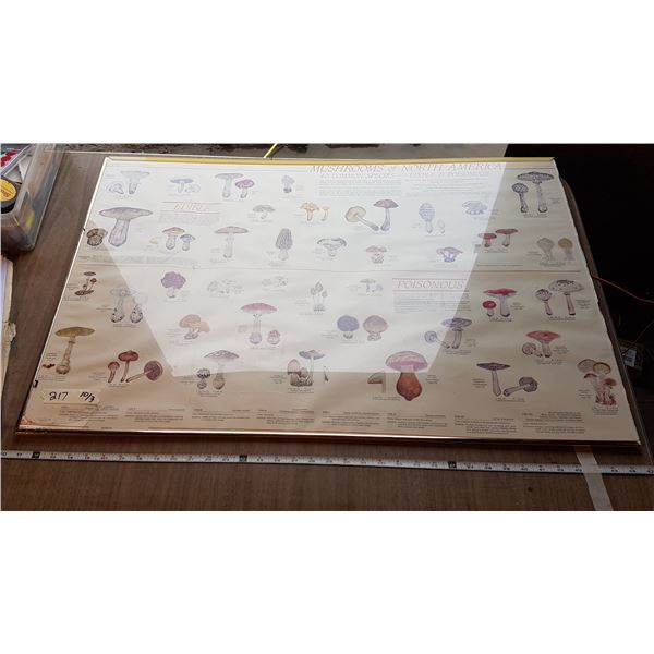 Educational Framed Poster