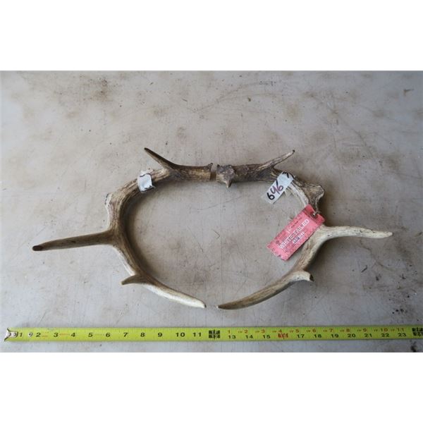 2 White Tail Deer Horns / Antlers W/ Tags