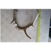 Image 3 : 2 White Tail Deer Horns / Antlers W/ Tags
