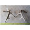 Image 4 : 2 White Tail Deer Horns / Antlers W/ Tags