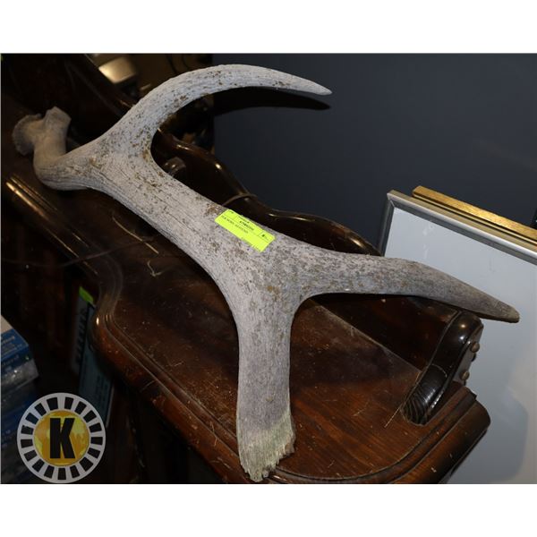 ELK HORN- AS FOUND