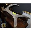 Image 1 : ELK HORN- AS FOUND
