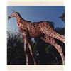 Image 8 : Set of Jungle Cruise Giraffe Color Guides & Photos.