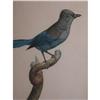 Image 1 : Original Jacques Barraband Bird Engraving #2087848