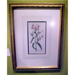 18th Century Botanical Engraving, Framed #2106267