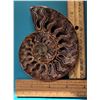 Image 1 : 7) AMMONITE SPECIMEN