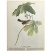 Image 2 : c1946 Audubon Print, #64 Swamp Sparrow