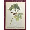 Image 3 : c1946 Audubon Print, #64 Swamp Sparrow