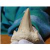 Image 1 : Extra Large Prehistoric Otodus Shark's Tooth Fossil
