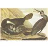 Image 1 : c1946 Audubon Print, #266 European Cormorant