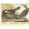 Image 2 : c1946 Audubon Print, #266 European Cormorant