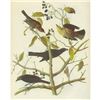 Image 1 : c1946 Audubon Print, #157 Rusty Blackbird
