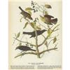Image 2 : c1946 Audubon Print, #157 Rusty Blackbird
