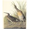 Image 1 : c1950 Audubon Print, Clapper Rail