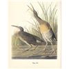 Image 2 : c1950 Audubon Print, Clapper Rail
